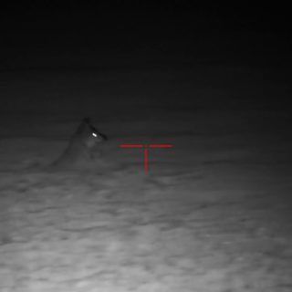 night hunt coyote x sight 4k