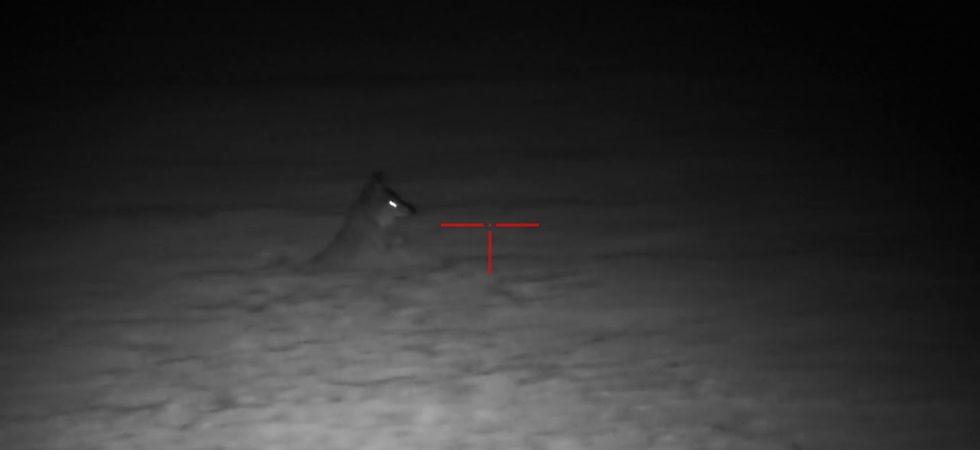 night hunt coyote x sight 4k